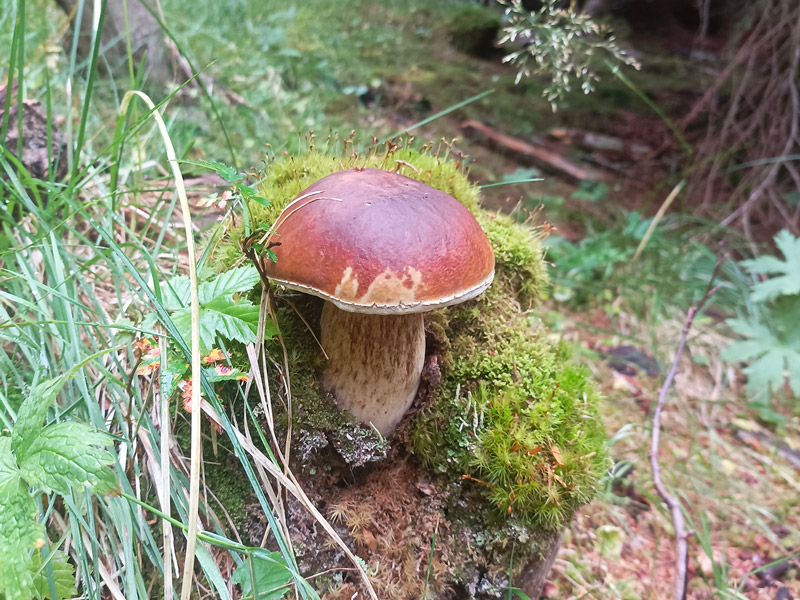 Champignon-sous-bois-Brive-la-gaillarde