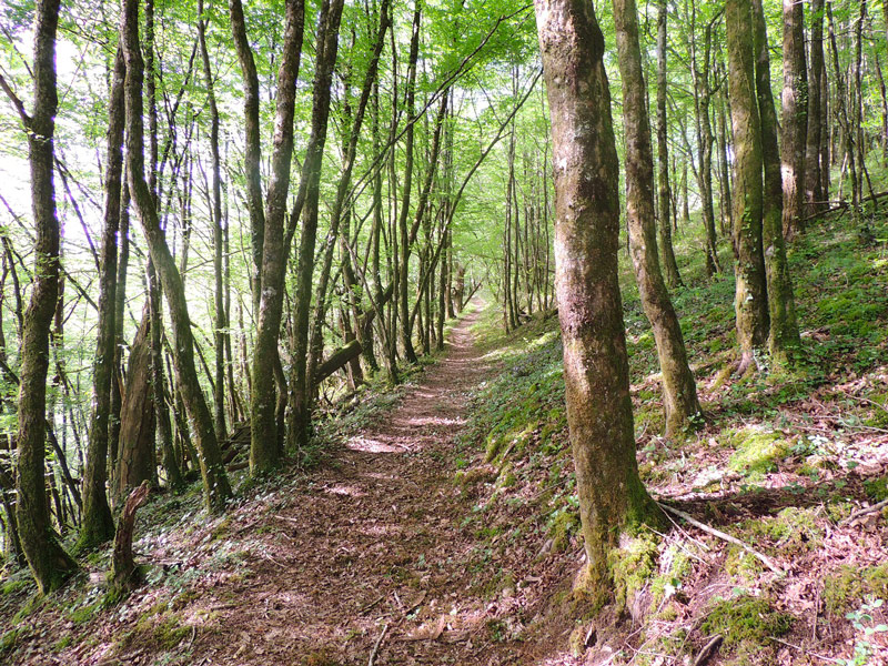 Chemin-sous-bois-ardoise-miel